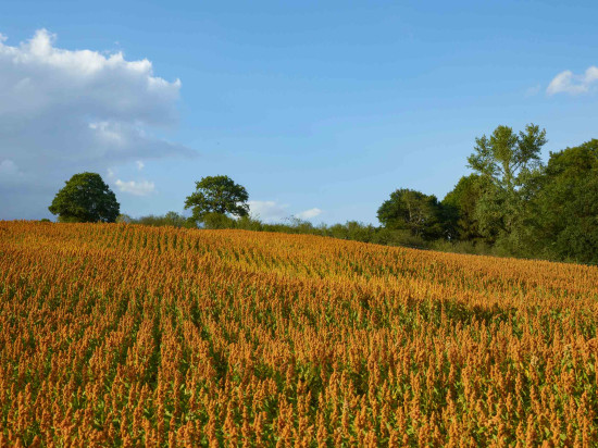 Quinoa-Haferdrink &ndash; made in Belgium