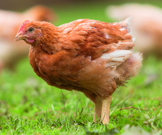 Bio-H&auml;hnchen:
Regional produziert, einfach zubereitet
