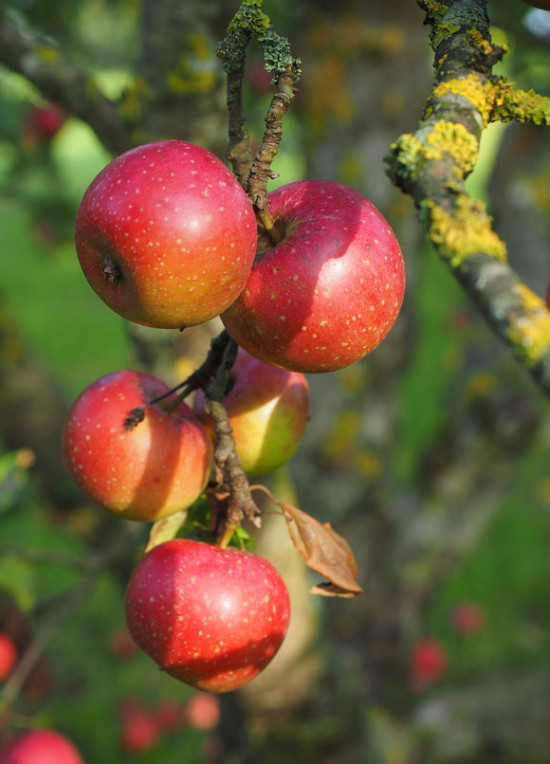 Apfel essen ohne Allergie