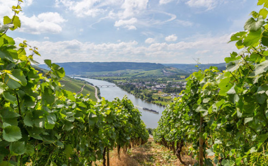 Hubschrauberspritzung von Weinbau-Pestizid gestoppt