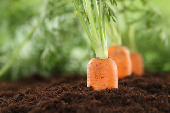 Kooperation mit LEH soll Bio-Gem&uuml;se-Absatz steigern