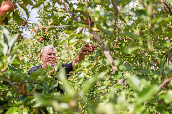 Stark im Export: Bio-&Auml;pfel aus S&uuml;dtirol&nbsp;