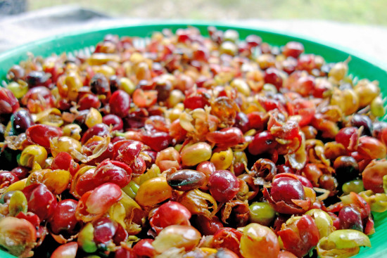 Trendgetr&auml;nk Cascara
